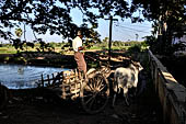 Myanmar - Inwa, ox driven cart